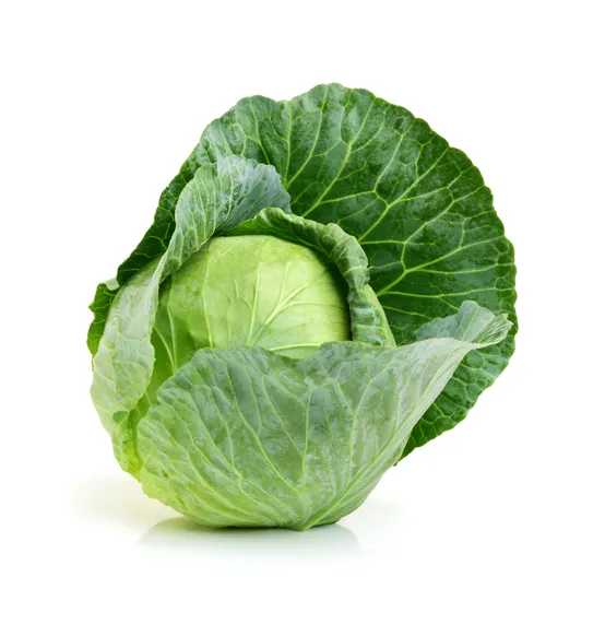 Cabbage