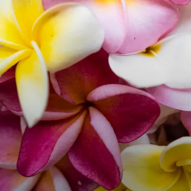 Micro & Flowers