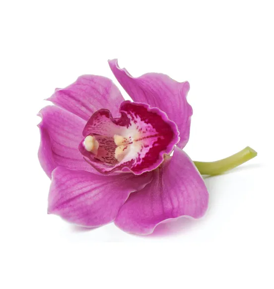 Orchids