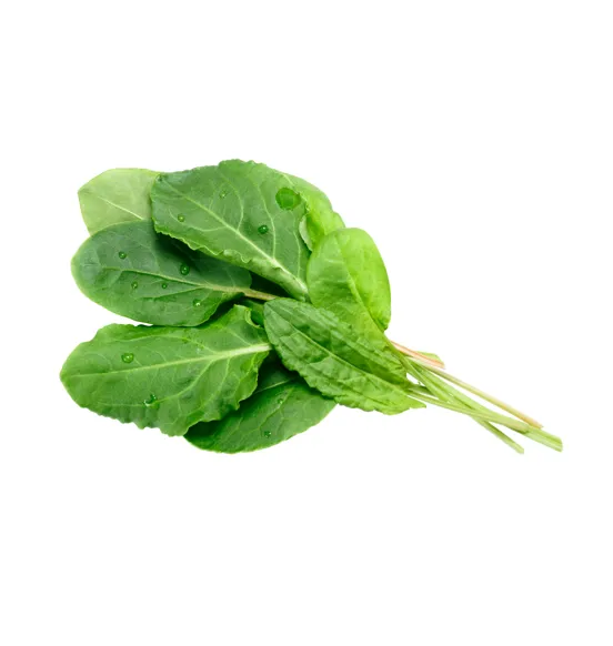 Sorrel