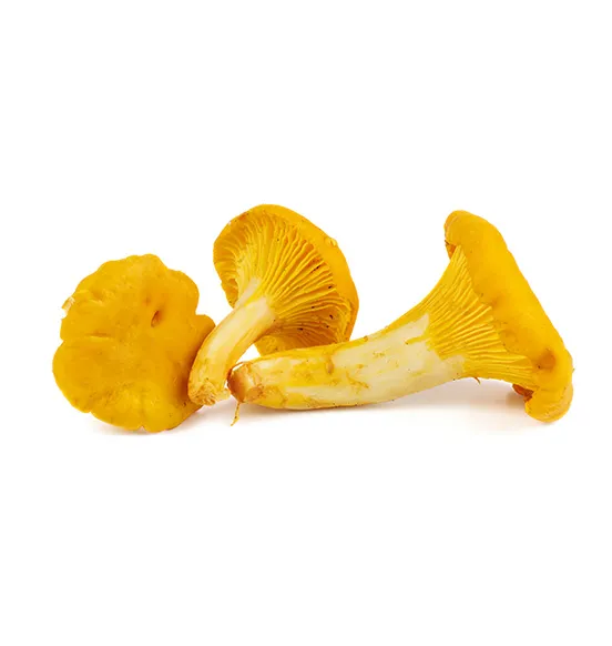 chantarelle-mushrooms