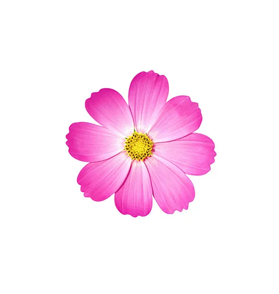 cosmos