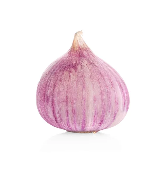 elephant-garlic