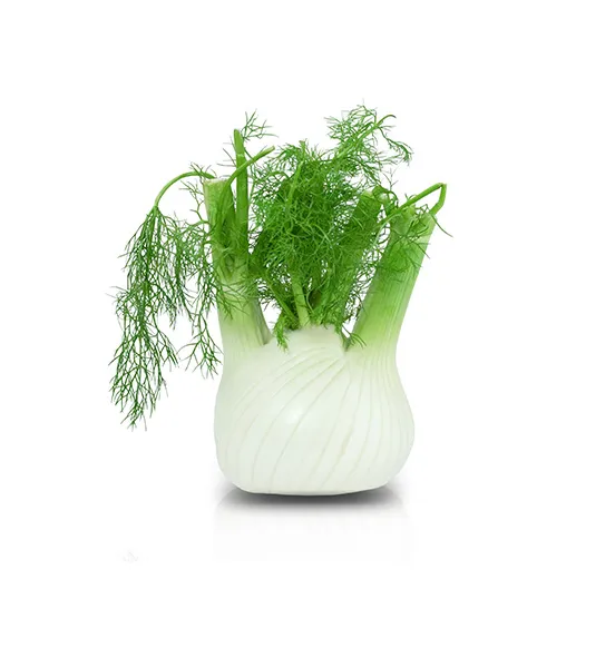 fennel