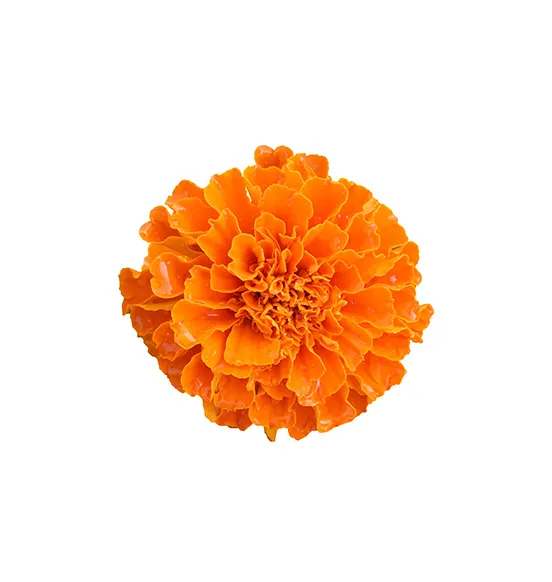 marigolds