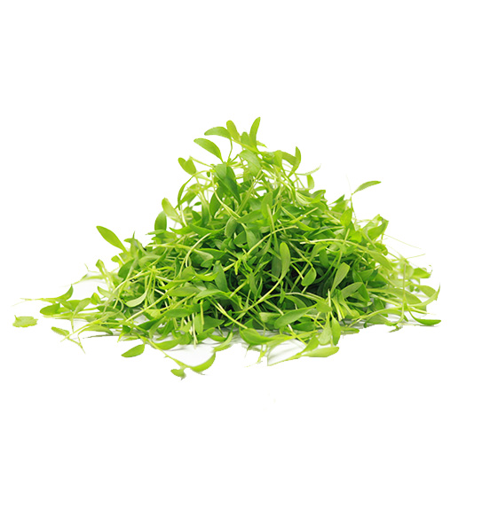micro-cilantro