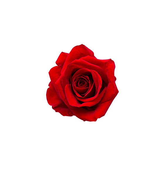 mini-red-roses