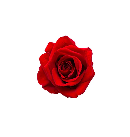 mini-red-roses