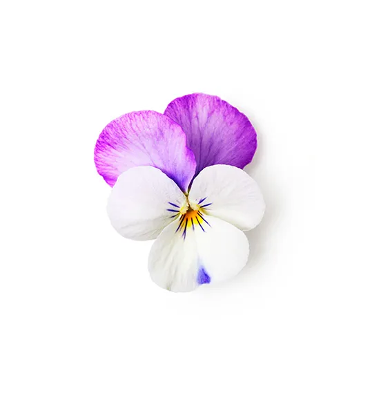 pansy