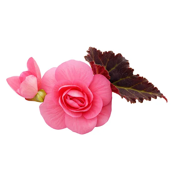 pink-begonia
