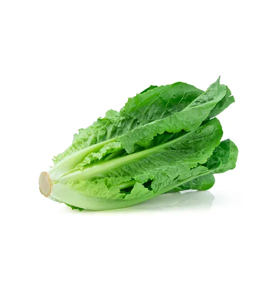 romaine-lettuce