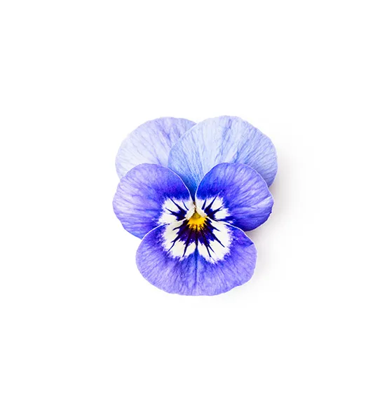 viola