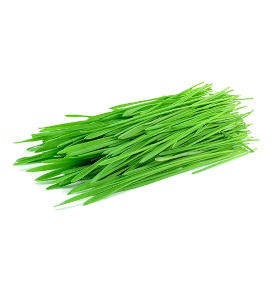 wheatgrass